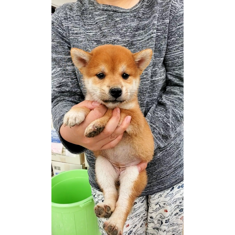 商談中の大阪府の柴犬-406778の3枚目